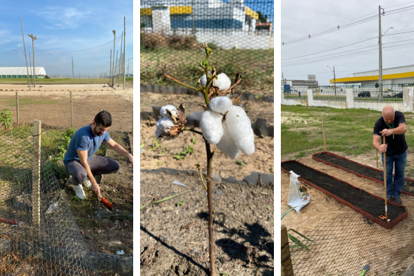 Cultivo de plantas produtoras de fibras é tema de projeto que será levado ao Sepei | Foto: Divulgação