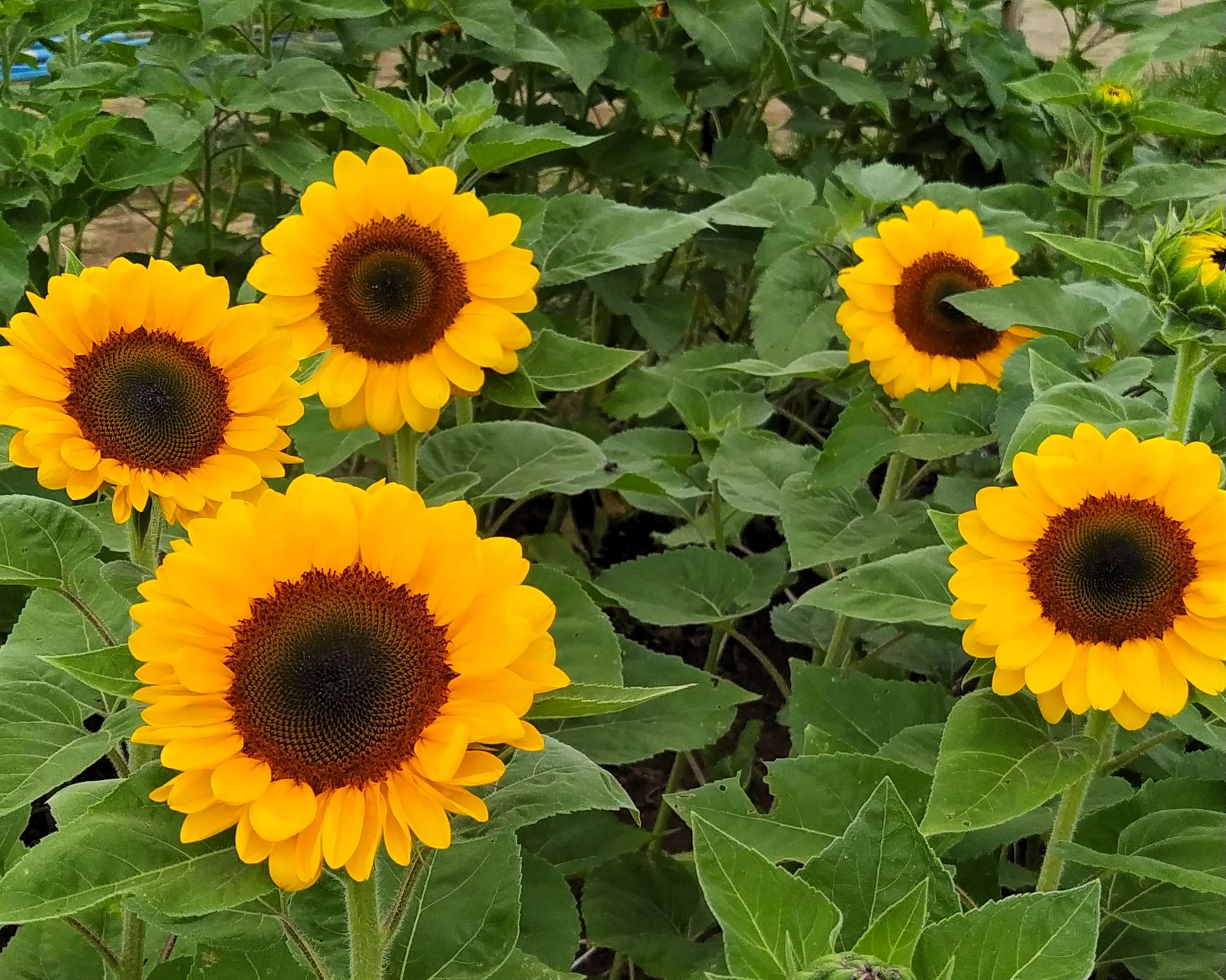 Cultivar de girassol para corte